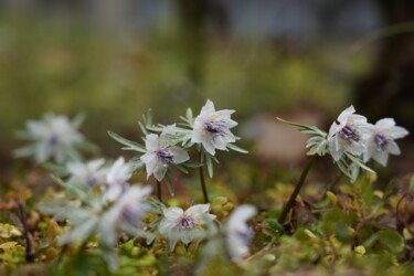 「Double-flowered Set…」というタイトルの写真撮影 Svalvald Photoによって, オリジナルのアートワーク, デジタル