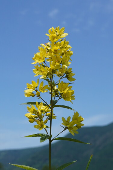 Photographie intitulée "Kusaredama blooms i…" par Svalvald Photo, Œuvre d'art originale, Photographie numérique