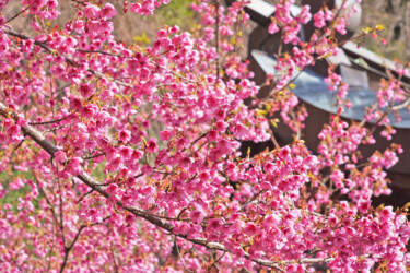 Photography titled "Izu-toizakura bloom…" by Svalvald Photo, Original Artwork, Digital Photography