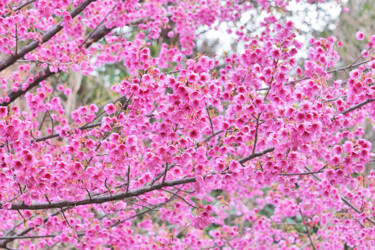 Φωτογραφία με τίτλο "Izu-toizakura bloom…" από Svalvald Photo, Αυθεντικά έργα τέχνης, Ψηφιακή φωτογραφία