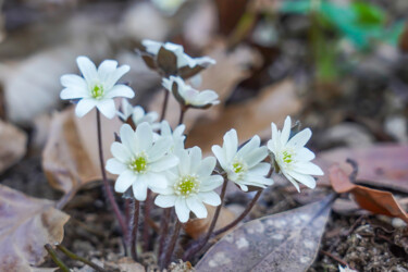 Fotografia intitolato "Misumisou bloom in…" da Svalvald Photo, Opera d'arte originale, Fotografia non manipolata