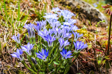 「Harurindou blooms l…」というタイトルの写真撮影 Svalvald Photoによって, オリジナルのアートワーク, デジタル