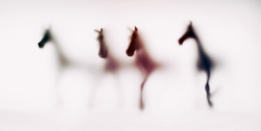 Fotografia zatytułowany „WILD LENS - HORSES X” autorstwa Sven Pfrommer, Oryginalna praca, Srebrny nadruk Zamontowany na Alum…