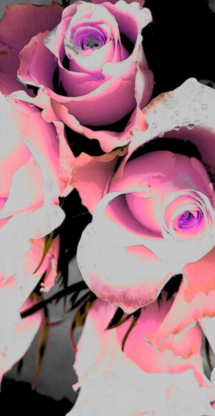 Фотография под названием "Розовые розы" - Svitlana Zenkov, Подлинное произведение искусства