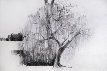 Drawing titled "Paris - Arbre" by Sylvia Baldeva, Original Artwork, Graphite