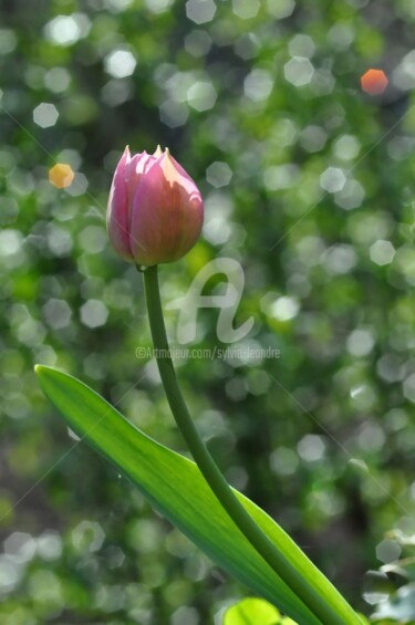 Photographie intitulée "tulipe étincelante" par Sylvie Léandre, Œuvre d'art originale