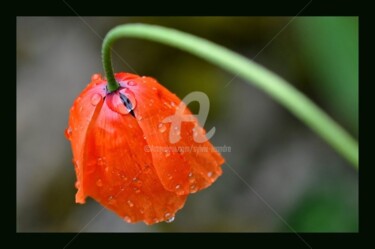 Photographie intitulée "Vêtement de pluie" par Sylvie Léandre, Œuvre d'art originale