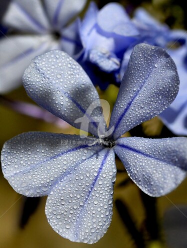"fleurs bleues" başlıklı Fotoğraf Sylvie Léandre tarafından, Orijinal sanat