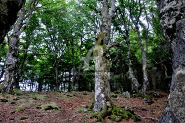 Photographie intitulée "la forêt" par Sylvie Léandre, Œuvre d'art originale