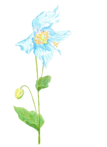 Dessin intitulée "Pavot bleu de l'Him…" par Sylvie Prette, Œuvre d'art originale, Crayon
