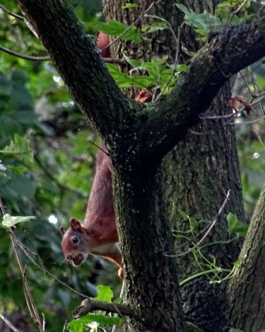 Fotografie mit dem Titel "squirrel in tree III" von Tom Schrijver, Original-Kunstwerk, Digitale Fotografie