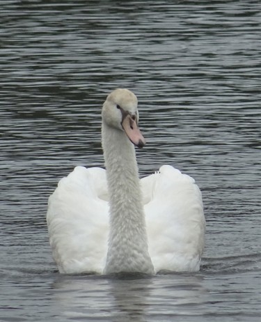 Fotografie mit dem Titel "Swan III" von Tom Schrijver, Original-Kunstwerk, Digitale Fotografie