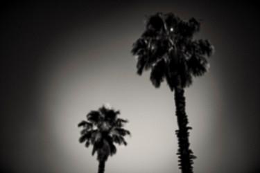 Фотография под названием "Why are palm trees…" - Tal Paz-Fridman, Подлинное произведение искусства, Цифровая фотография