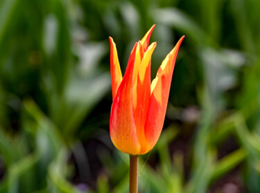 "Tulip" başlıklı Fotoğraf Tanya Shark tarafından, Orijinal sanat, Dijital Fotoğrafçılık