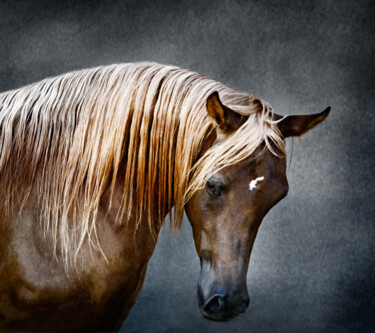 Photography titled "Mare with golden ma…" by Tariq Dajani, Original Artwork, Digital Print