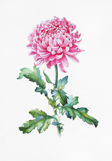 Malarstwo zatytułowany „Pink Chrysanthemum” autorstwa Tatiana Repesciuc, Oryginalna praca, Akwarela