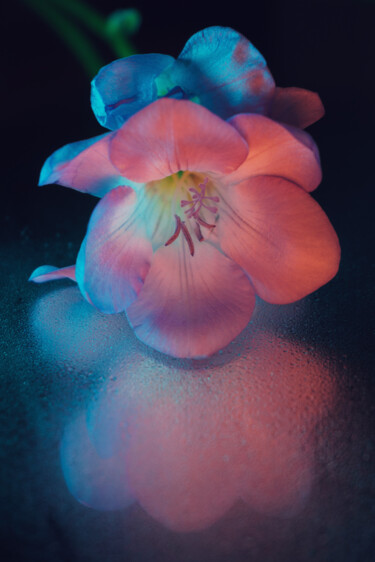 Photographie intitulée "Colors of night" par Tatyana Laer, Œuvre d'art originale, Photographie numérique