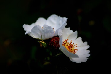 Photographie intitulée "Fleur sauvage" par Tc.Photographie, Œuvre d'art originale, Photographie numérique