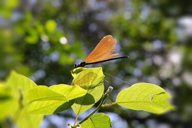 「Libellule aux ailes…」というタイトルの写真撮影 Tc.Photographieによって, オリジナルのアートワーク, デジタル