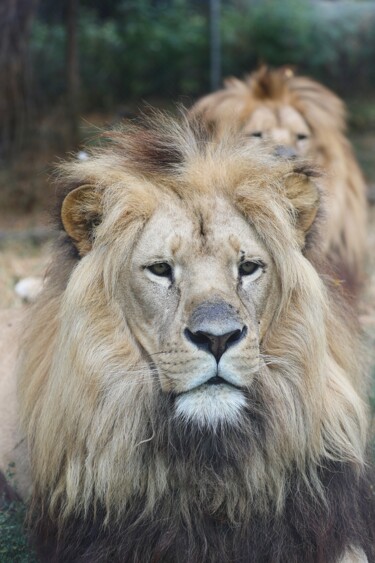 Fotografia zatytułowany „Lion portrait” autorstwa Tc.Photographie, Oryginalna praca, Fotografia cyfrowa