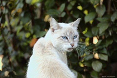 Fotografia intitolato "Tête de chat" da Tc.Photographie, Opera d'arte originale, Fotografia digitale