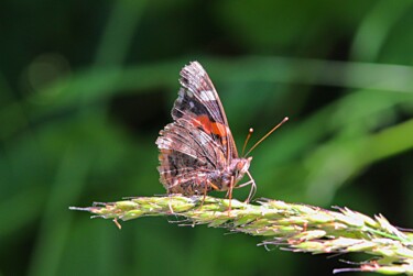 Fotografie getiteld "papillon" door Tc.Photographie, Origineel Kunstwerk, Digitale fotografie