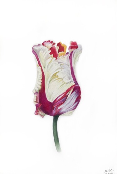 Pintura titulada "Magic tulip" por Tetiana Kovalova, Obra de arte original, Acuarela