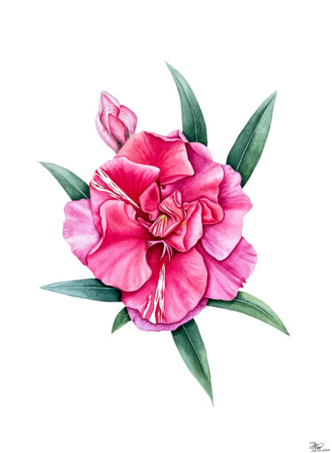 Картина под названием "Fragrant oleander" - Tetiana Kovalova, Подлинное произведение искусства, Акварель