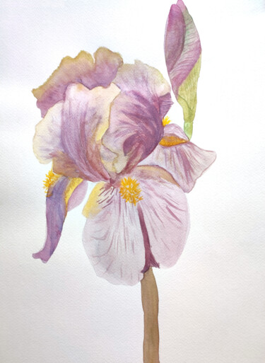 Painting titled "Iris Flower" by Tetyana Levchuk, Original Artwork, Watercolor