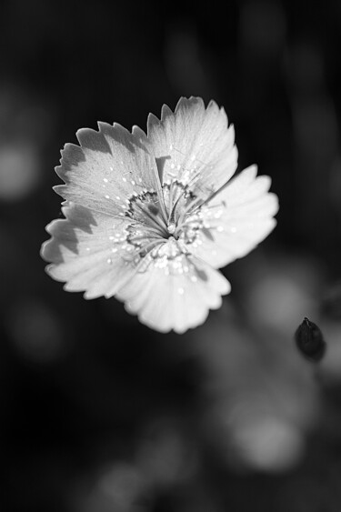 Photographie intitulée "Photo de fleur Noir…" par Thierry Courteau, Œuvre d'art originale, Photographie numérique