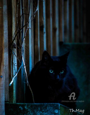 Photography titled "Le chat légende du…" by Thierry Magliulo (Th.Mag), Original Artwork