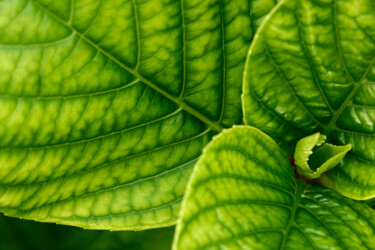 Photographie intitulée "Hortensia 9." par Thierry Martin, Œuvre d'art originale, Photographie numérique