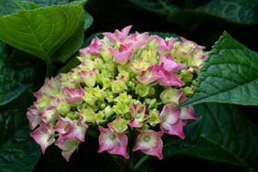 Fotografia zatytułowany „Hortensia 15.” autorstwa Thierry Martin, Oryginalna praca, Fotografia cyfrowa