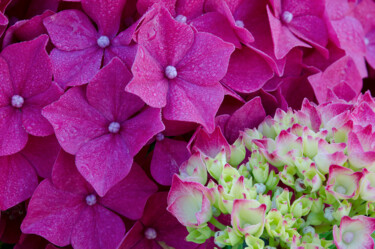 Fotografia zatytułowany „Hortensia 20.” autorstwa Thierry Martin, Oryginalna praca, Fotografia cyfrowa