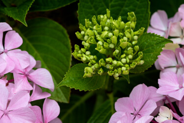 Fotografia zatytułowany „Hortensai 33.” autorstwa Thierry Martin, Oryginalna praca, Fotografia cyfrowa