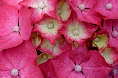 Fotografia zatytułowany „Hortensia 49.” autorstwa Thierry Martin, Oryginalna praca, Fotografia cyfrowa