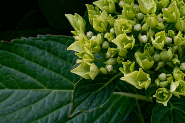 Fotografie getiteld "Hortensia 105." door Thierry Martin, Origineel Kunstwerk, Digitale fotografie