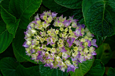 Photography titled "Hortensia 116." by Thierry Martin, Original Artwork, Digital Photography
