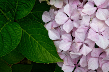 Photography titled "Hortensia 136." by Thierry Martin, Original Artwork, Digital Photography