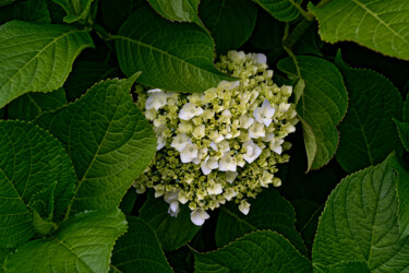 Photography titled "Hortensia 137." by Thierry Martin, Original Artwork, Digital Photography