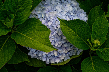 Photographie intitulée "Hortensia 143." par Thierry Martin, Œuvre d'art originale, Photographie numérique