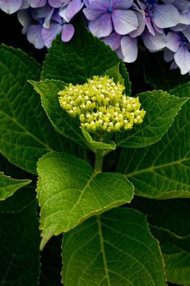 Photography titled "Hortensia 146." by Thierry Martin, Original Artwork, Digital Photography