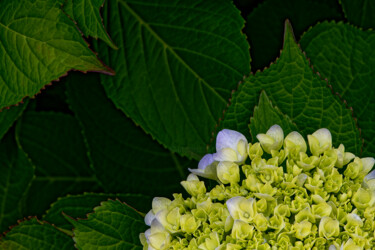 Photographie intitulée "Hortensia 149." par Thierry Martin, Œuvre d'art originale, Photographie numérique