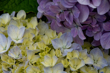 Fotografia zatytułowany „Hortensia 152.” autorstwa Thierry Martin, Oryginalna praca, Fotografia cyfrowa