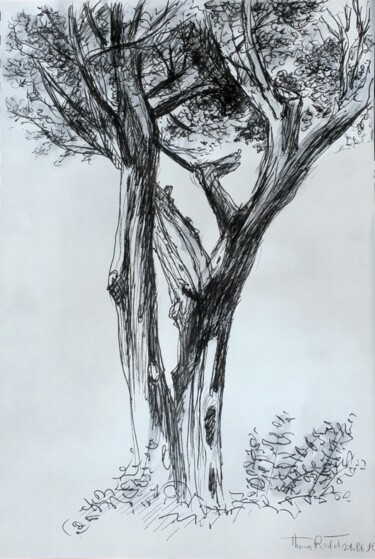 Dessin intitulée "Pin à Quiberon" par Thomas Rodet, Œuvre d'art originale, Encre