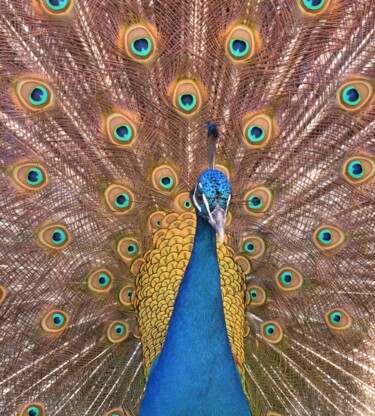 Photographie intitulée "Pfau nahaufnahme1#" par Tiba, Œuvre d'art originale, Photographie numérique