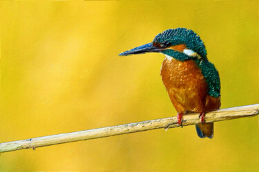 Pintura intitulada "Colorful Finch Bird…" por Tony Rubino, Obras de arte originais, Acrílico Montado em Armação em madeira
