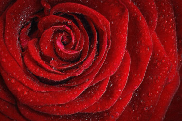 Painting titled "Red Rose Floral Wit…" by Tony Rubino, Original Artwork, Acrylic Mounted on Wood Stretcher frame