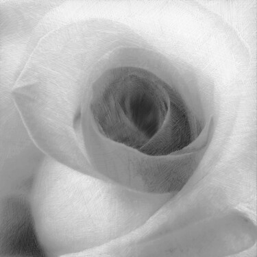 Digital Arts titled "White Rose" by Tony Rubino, Original Artwork, Digital Painting Mounted on Wood Stretcher frame
