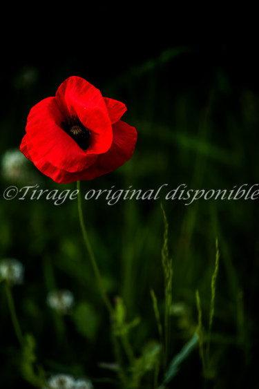 Photographie intitulée "Le Pavot rouge entr…" par Tony L, Œuvre d'art originale